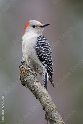 Female Red-bellied Woodpecker perched on a tree branch