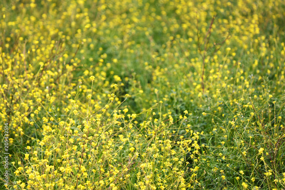Yellow flowers on a spring meadow