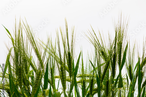 Beautiful photo of green wheat with bokeh - shallow depth of field. Isolated on white background.