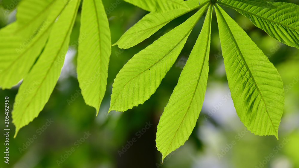Chestnut leaves shot large in backlight Chestnut leaves shot large in backlight