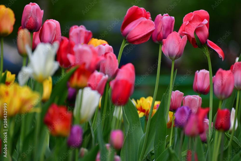 Tulips of different colors and gardens in flowerbed