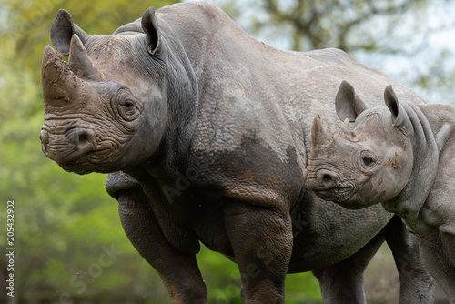 Rhino parent and child