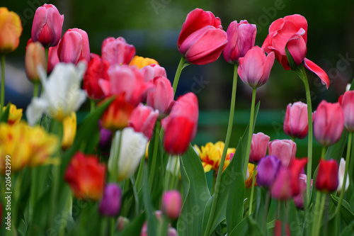 Tulips of different colors and gardens in flowerbed