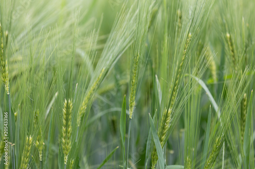 Beautiful photo of green wheat field with bokeh - shallow depth of field