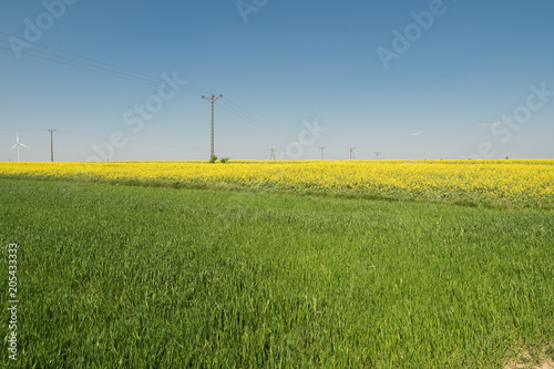 field with yellow canola