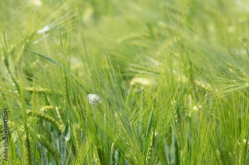Beautiful photo of green wheat field with bokeh - shallow depth of field