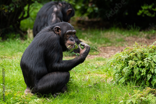 Chimp Eating