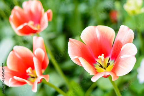Beautiful red tulip flowers