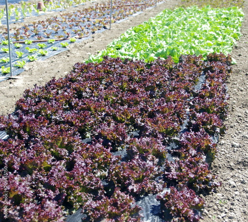 plantation de salades