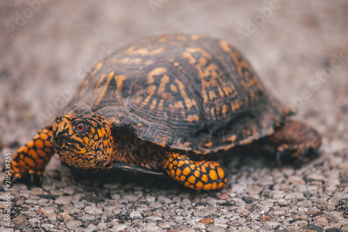box turtle in the road