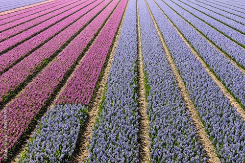 hyacinth field in the Netherlands