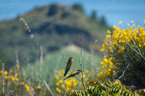 Merops apiaster birds stays on a  branches of a tree. Blue sky background with yellow flowers