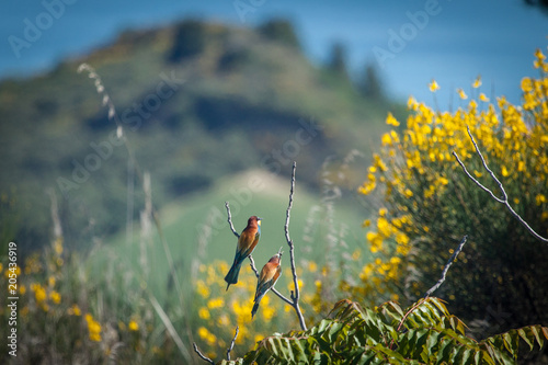 Couple of bee-eater standing on a branch. Yellow gorse in background