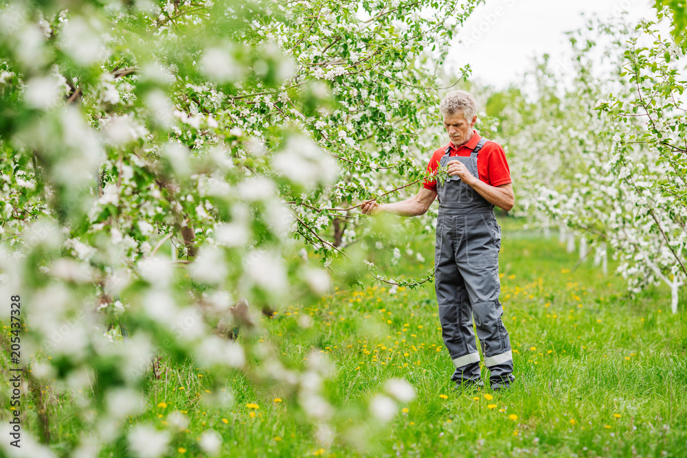 farmer examining blooming apple trees in orchard.  Gardening and people concept..