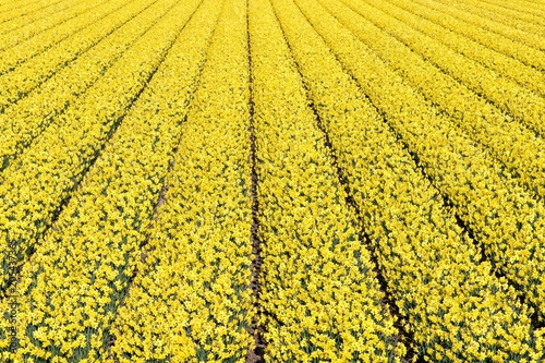 daffodil field in the Netherlands