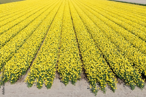 Fototapeta Naklejka Na Ścianę i Meble -  daffodil field in the Netherlands