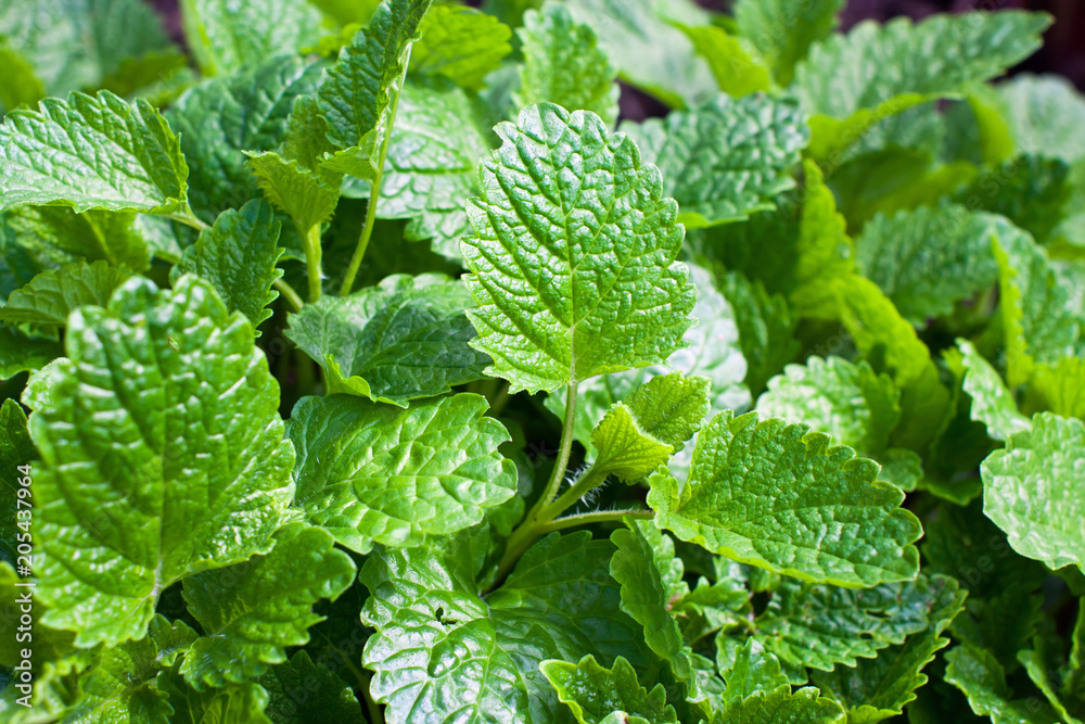 Mint plant Mint plant