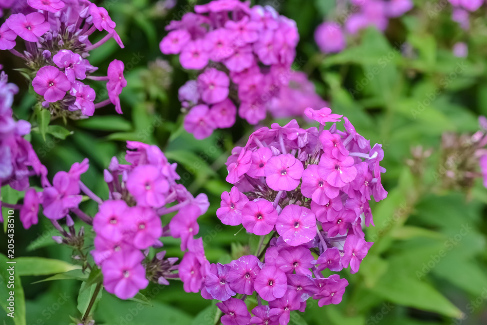 pink flowers with small petals planted on a garden flower bed pink flowers with small petals planted on a garden flower bed