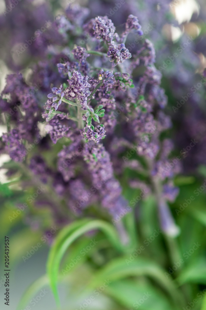 Obraz premium Close-up of purple lavender flowers