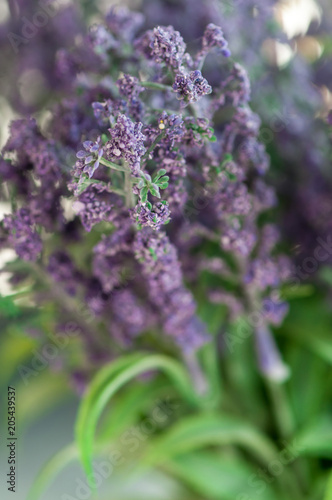 Close-up of purple lavender flowers