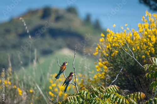 Merops apiaster birds stays on a  branches of a tree. Blue sky background with yellow flowers © nnerto
