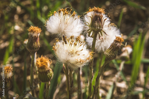 Fototapeta Naklejka Na Ścianę i Meble -  Dandelions in a meadow