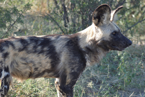 Wilddogs are dangerous hunters and killers