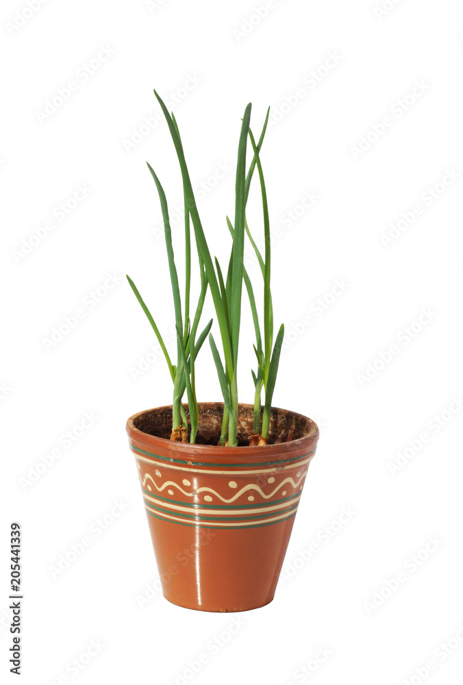 A green onion grows in a pot.