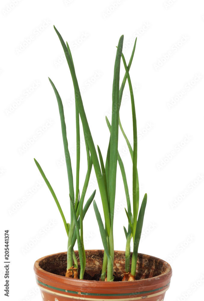 A green onion grows in a pot.