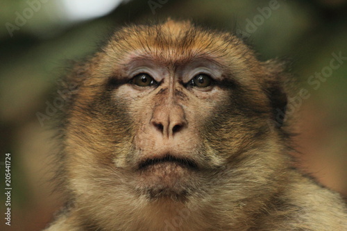 Portrait d'un macaque adulte à la Montagne des singes en Alsace photo