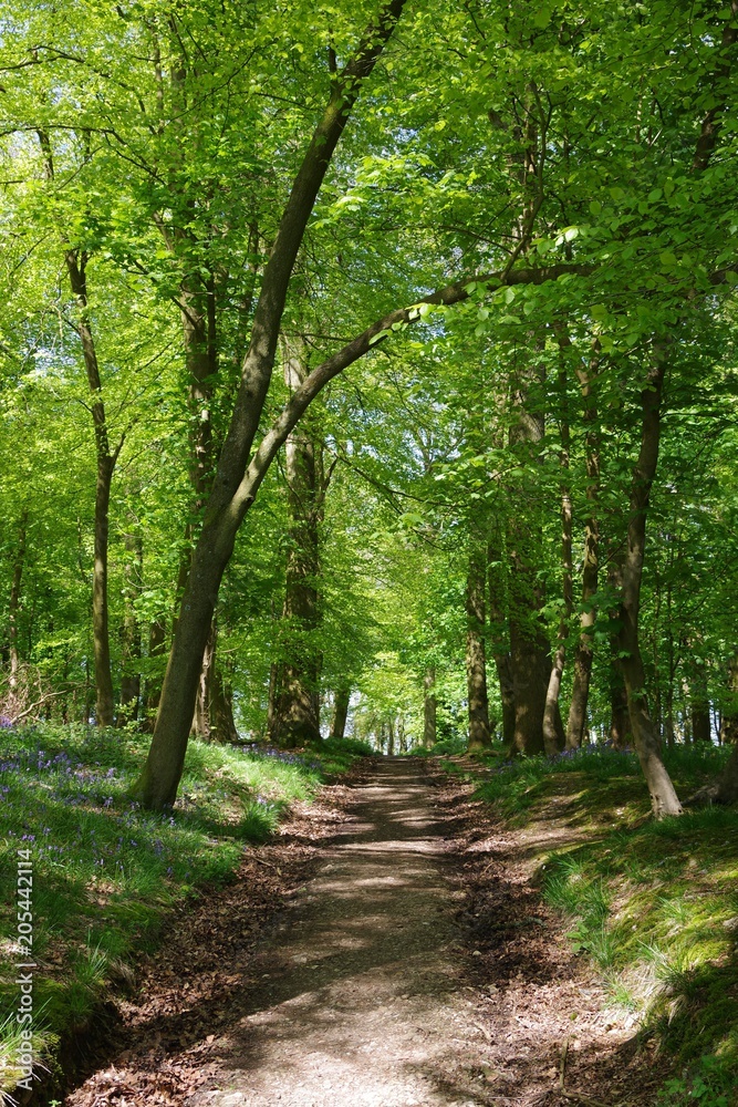 Fototapeta premium Small path in the bluebell wood, UK