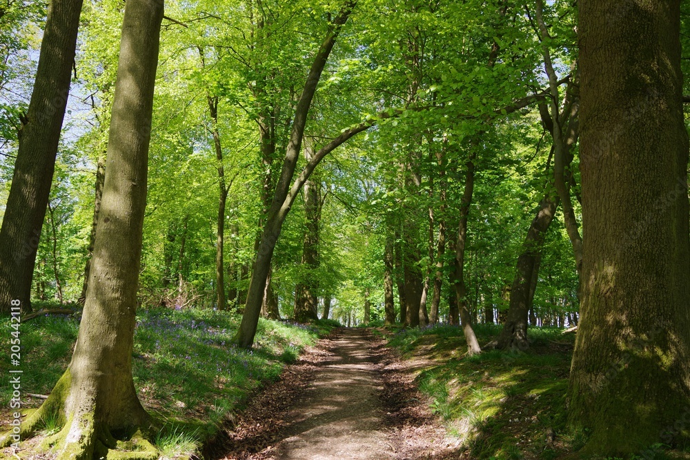 Obraz premium Small path in the bluebell wood, UK