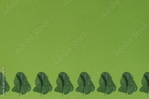Fresh green leaf of spinach on a green background. Template. Top view.