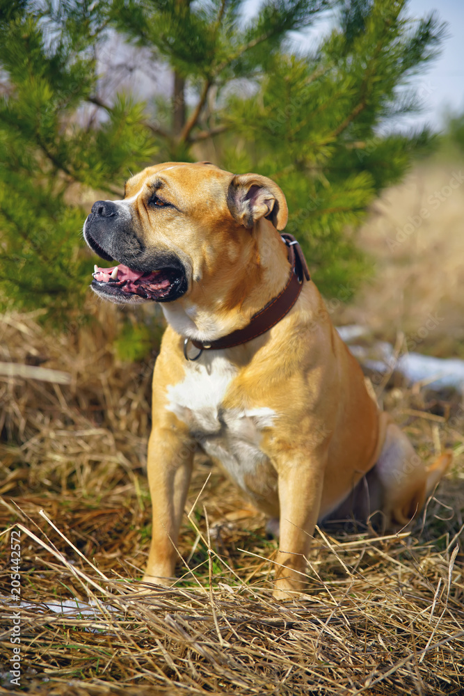 Fawn Ca de Bou dog (Mallorquin mastiff) sitting outdoors on a yellow dry grass in spring
