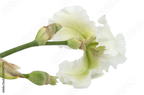 Flower of  white iris close-up  isolated on white background