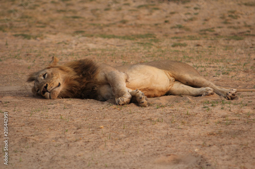 Zambia: Lioness relaxing in the warm sand at the South Luangwa River