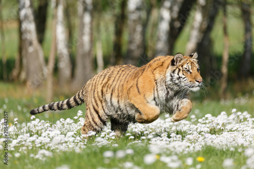 Sibirischer Tiger in Blumen