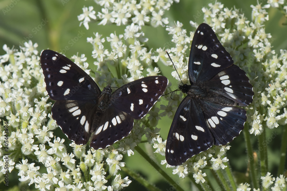 Nymphalidae / Akdeniz Hanımeli Kelebeği / Southern White Admiral / Limenitis reducta Nymphalidae / Akdeniz Hanımeli Kelebeği / Southern White Admiral / Limenitis reducta