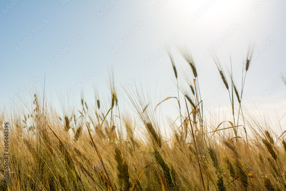 Fototapeta premium Horizontal View of Close Up of Hears of Wheat on Sun Backlight Background.