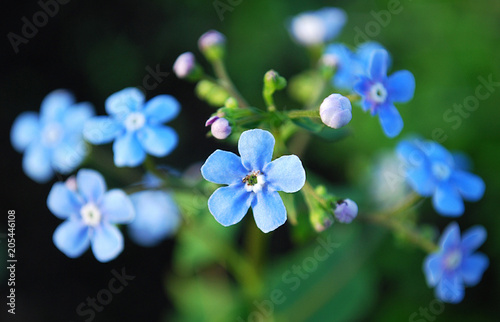 Wallpaper Mural бруннера крупнолистная Torontodigital.ca