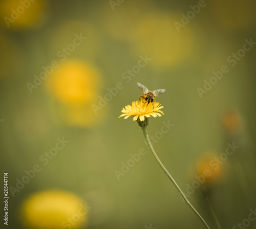 Bee on a wild flower, Patagonia © foto4440