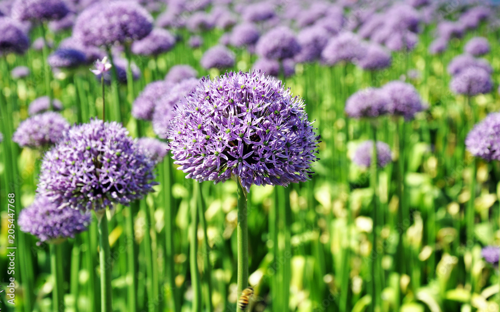 Obraz premium background, flower, green, onion, allium, natural, garden, nature, purple, gardening, plant, leaf, blossom, flora, bloom, decorative, botanical, blooming, beauty, color, summer, beautiful, closeup, fr