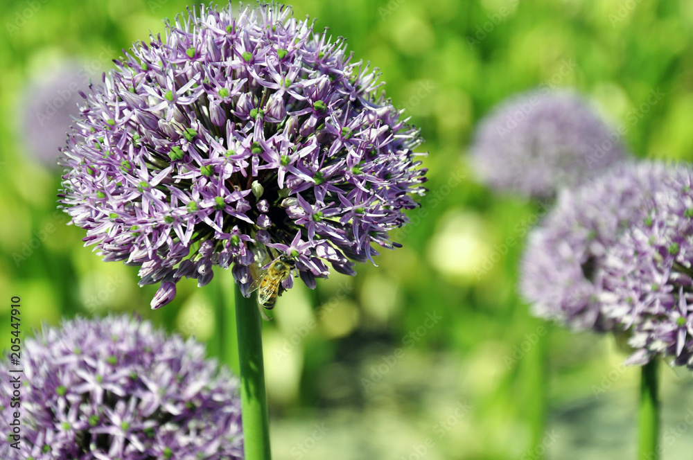 Bee collects pollen on purple flower on green foliage background Bee collects pollen on purple flower on green foliage background