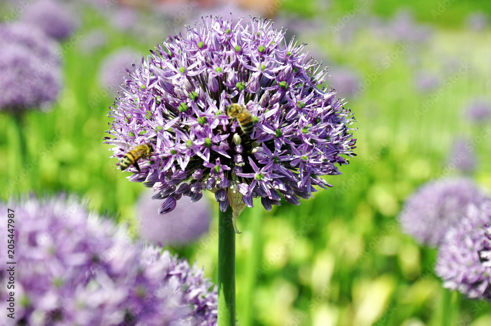 Bee collects pollen on purple flower on green foliage background Bee collects pollen on purple flower on green foliage background