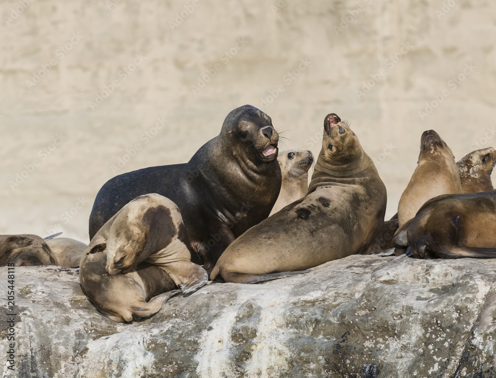 Obraz premium Sea Lion, Patagonia, Argentina