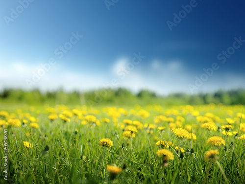 field of spring flowers and perfect sky