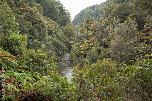 Forest, New Zealand © prochym