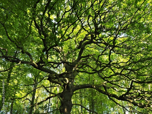 Oak tree with spreading branches in a wood in spring