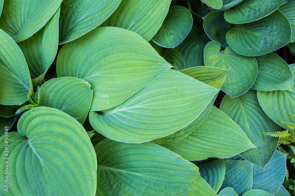 Fototapeta premium Creative layout made of green leaves. Flat lay. Nature concept