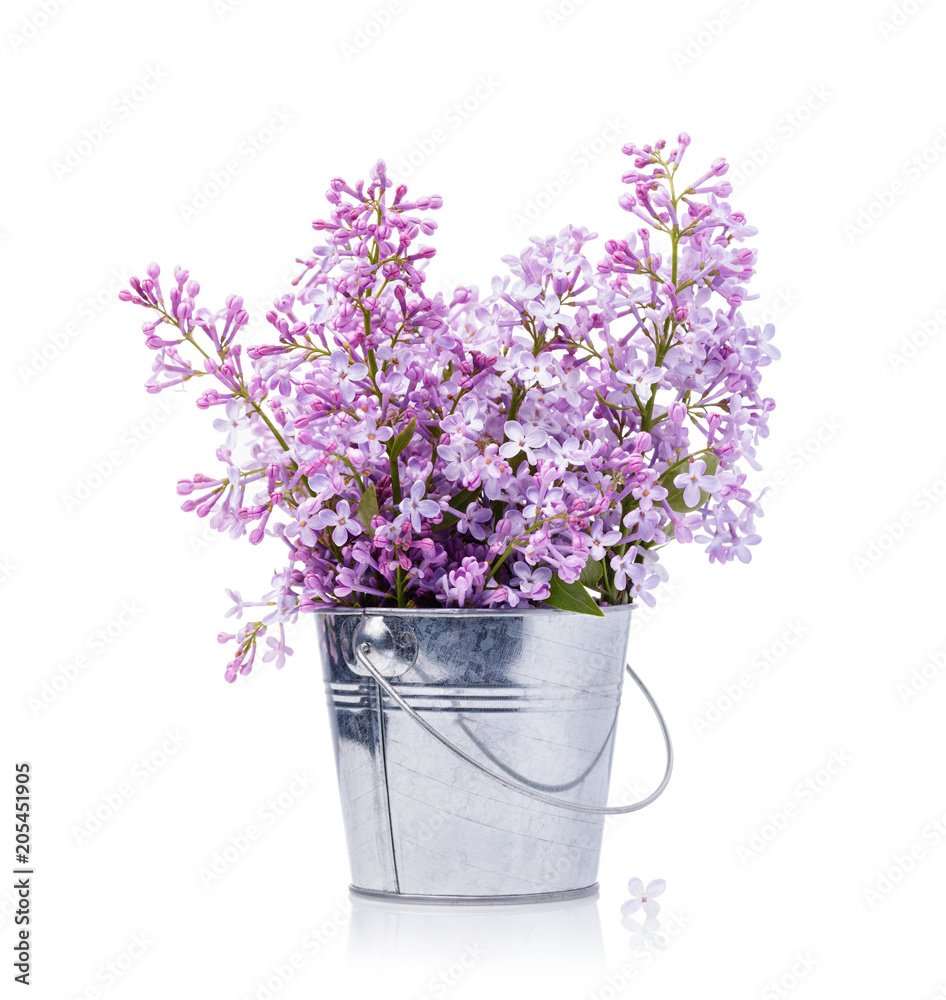 Bouquet of lilacs in a bucket isolated on a white background. Flowering of spring flowers